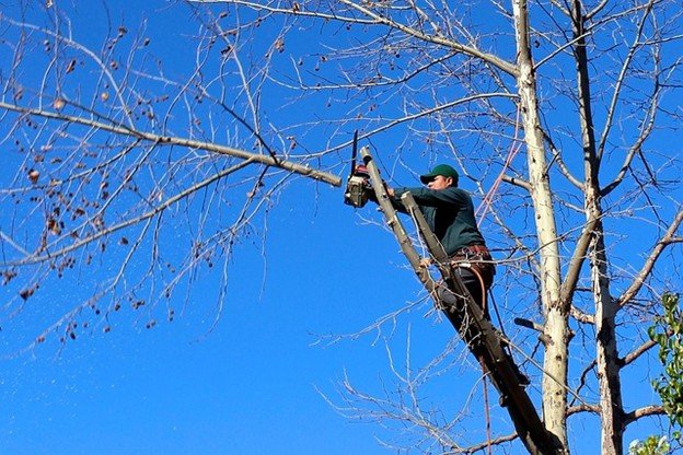 Overgrown tree canopy with dense branches before professional tree trimming and pruning service in Florissant, MO.