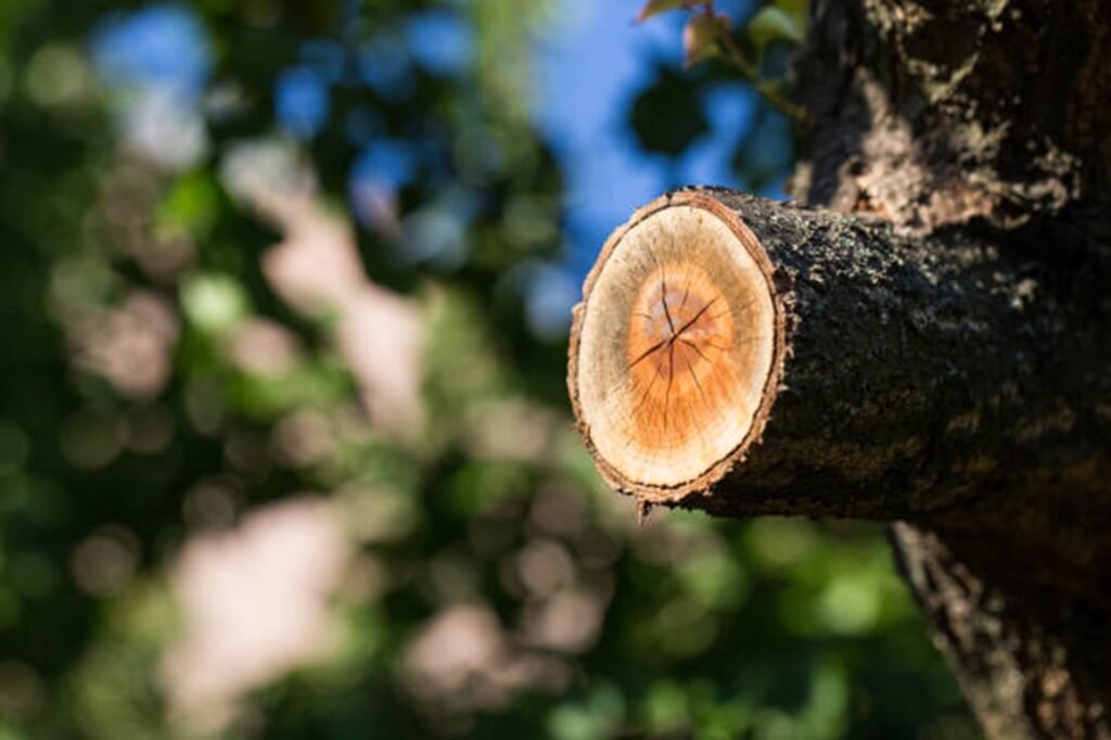 Freshly pruned tree branch showing clean, professional cuts made during expert tree trimming and pruning services by Florissant Tree Service