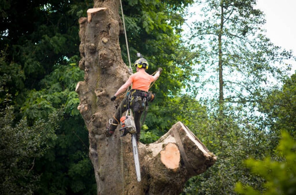 Certified arborist safely removing a large tree using climbing gear and a chainsaw during a residential tree removal project in Florissant, MO.