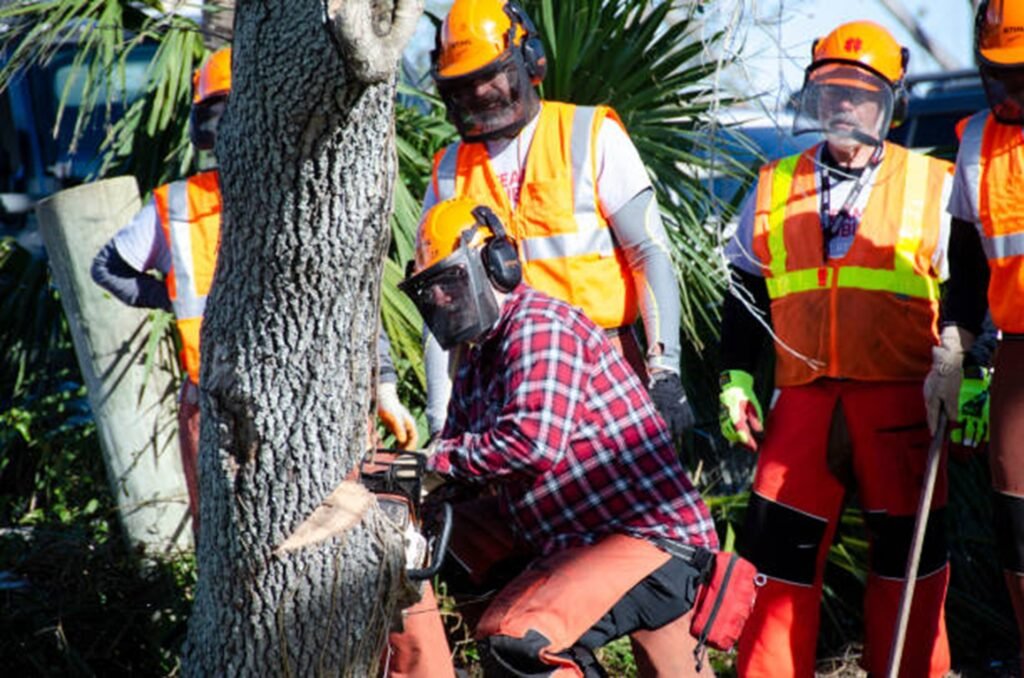 Professional tree removal crew safely cutting down a residential tree using chainsaws and protective safety equipment in Florissant, MO.