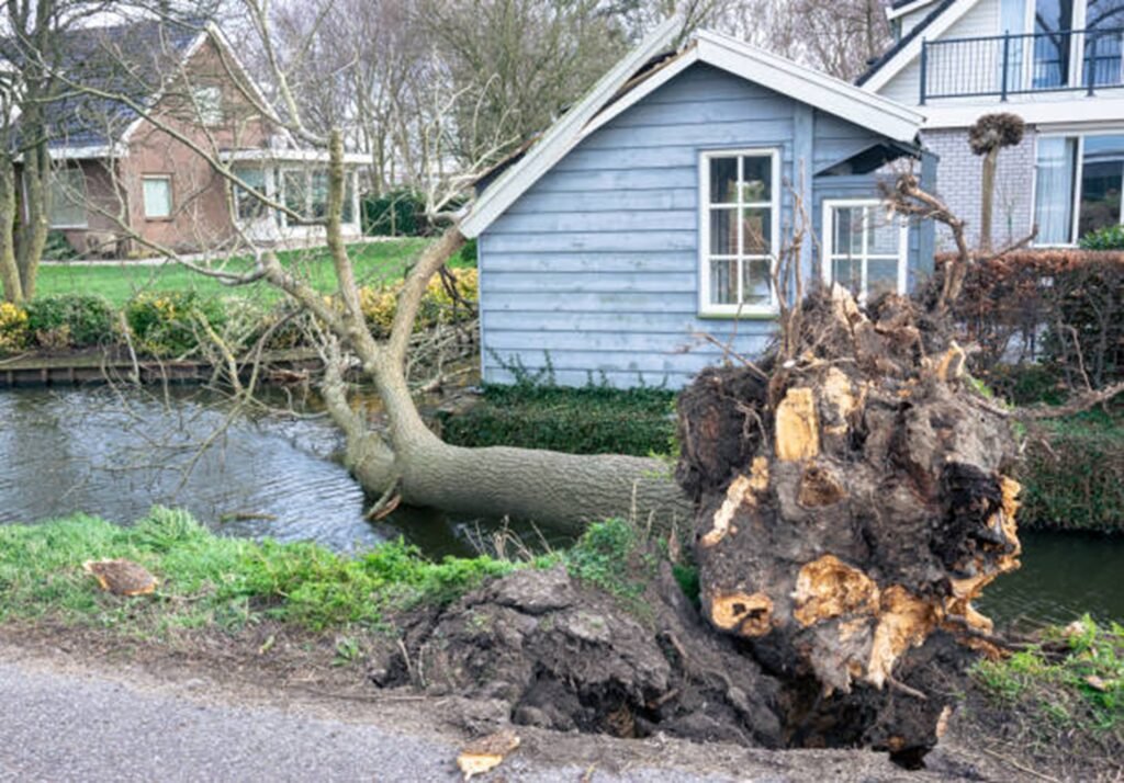 Large uprooted tree lying beside a residential property after severe storm damage, requiring professional cleanup in Florissant, MO.