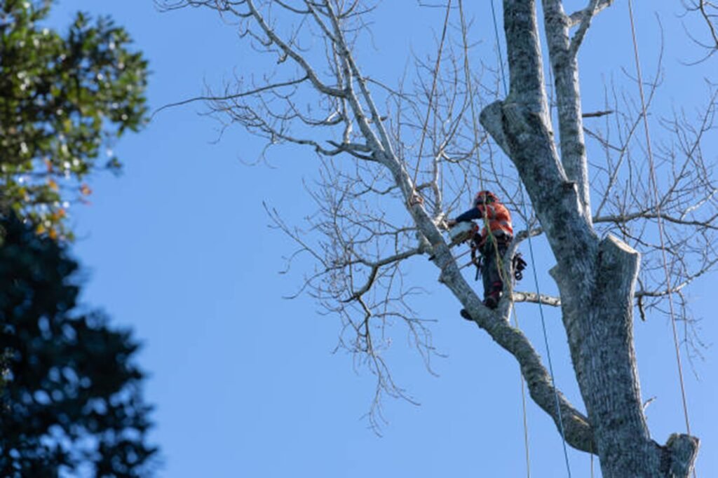 Professional arborist safely removing a large tree using climbing equipment during a residential tree removal project in Florissant, MO.