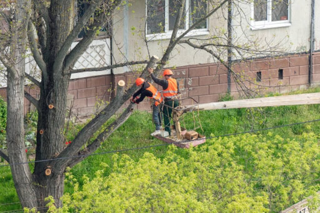 Professional tree trimming crew using an aerial lift to prune large tree branches at a residential property in Florissant, MO.